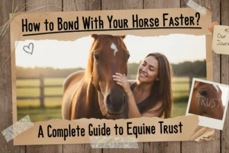 A person sitting quietly on a wooden fence next to a calm horse in a grassy field, illustrating how to bond with your horse faster?